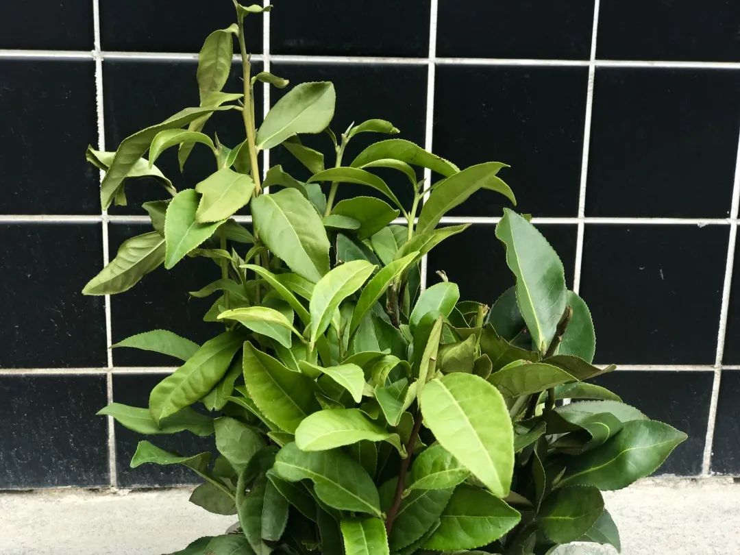 温馨提示:1,茶苗品种为福鼎大白茶, 水仙,肉桂,奇兰,百瑞香305,黄观音