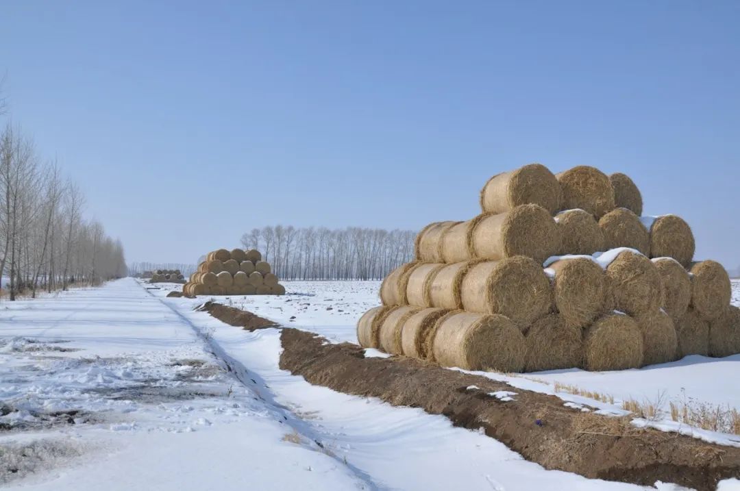 江川农场有限公司多举措推进秸秆包离田外运02确保不误农时