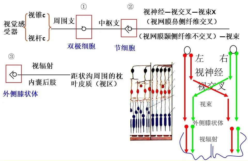 【手脑感知系列】感觉神经传导通路与手功能评估