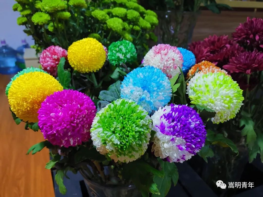 送女朋友外,因为乒乓菊还有家庭团圆的寓意,所以它也可选择送给亲人