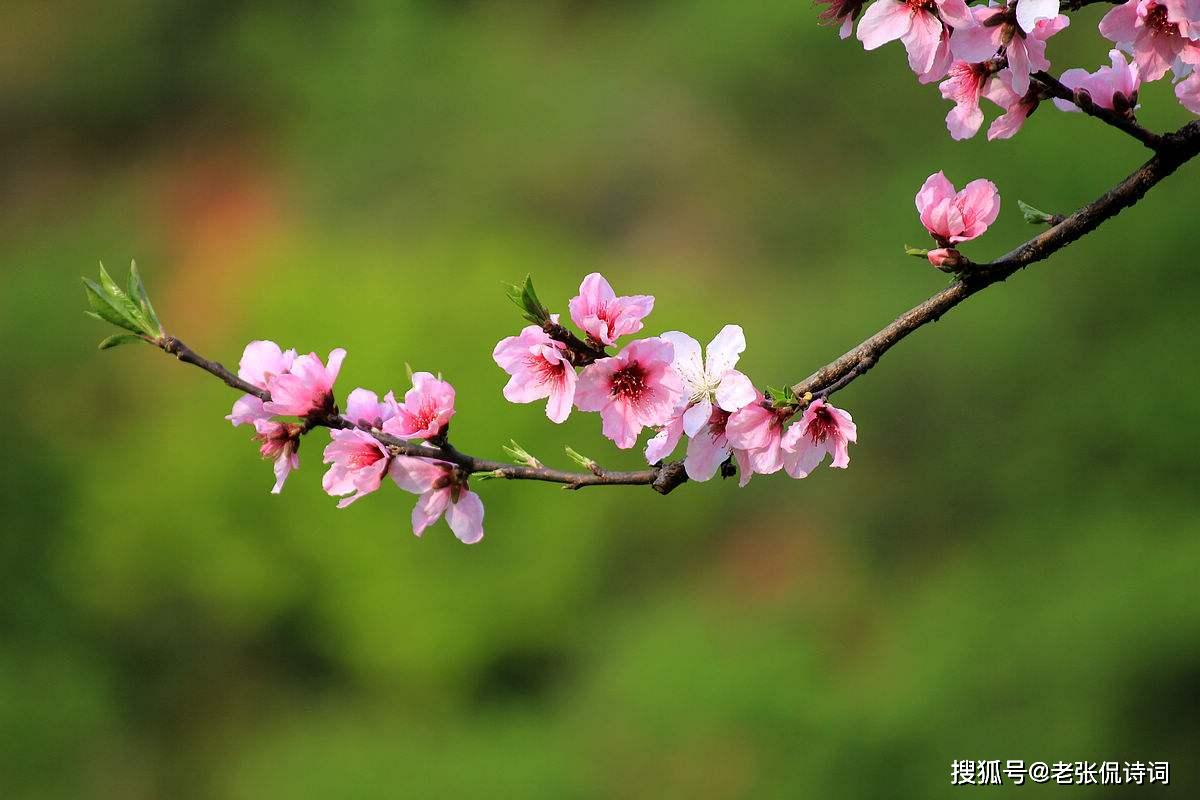 原創 陶淵明《桃花源記》流傳千年,宋代詩人反其意用之,卻更寫出新意