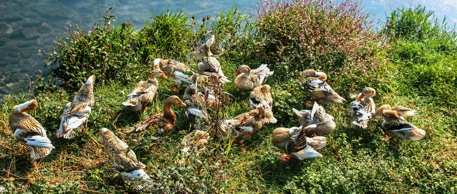 很遗憾:这次灭蝗,"鸭子部队"恐怕帮不上忙了_蝗虫