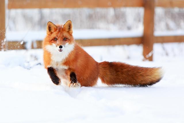 穿山甲pangolin竹鼠bamboo rat蝙蝠 bat浣熊raccoon刺猬hedgehog野猪b