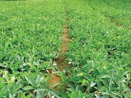 養殖業讓人擔心但種植藥材迎來好時機了江蘇泰州藥農藥材種植大擴容