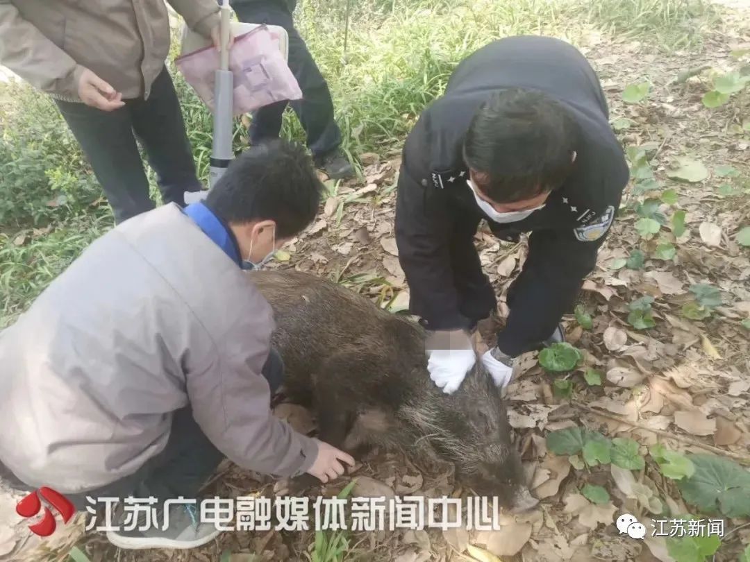 不能吃南京鬧市區驚現野豬多次強闖小區