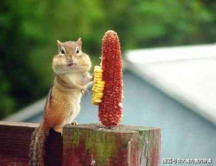 原创我可不是樱桃小嘴我啥都能塞下9张松鼠进食图让你笑不停