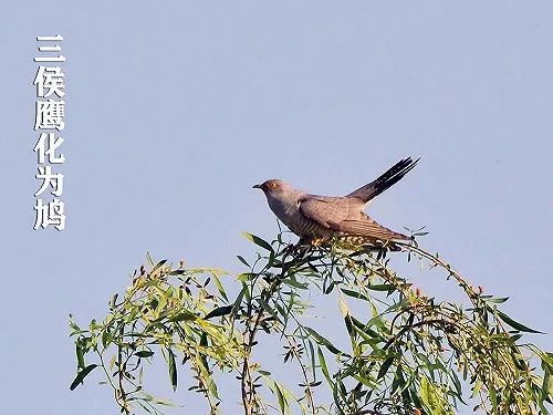 惊蛰到了多吃这些野菜可以养生