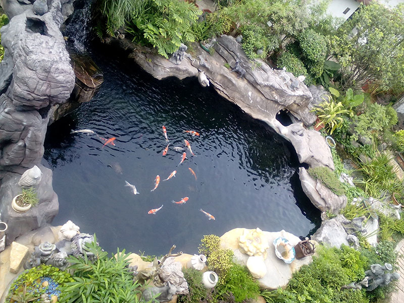 新年伊始,气温回升,煦瑞环保科技带您养好水,养好锦鲤!