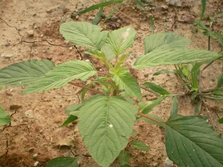 农民称它老少年90年代庄稼地里很多城里卖8块一斤