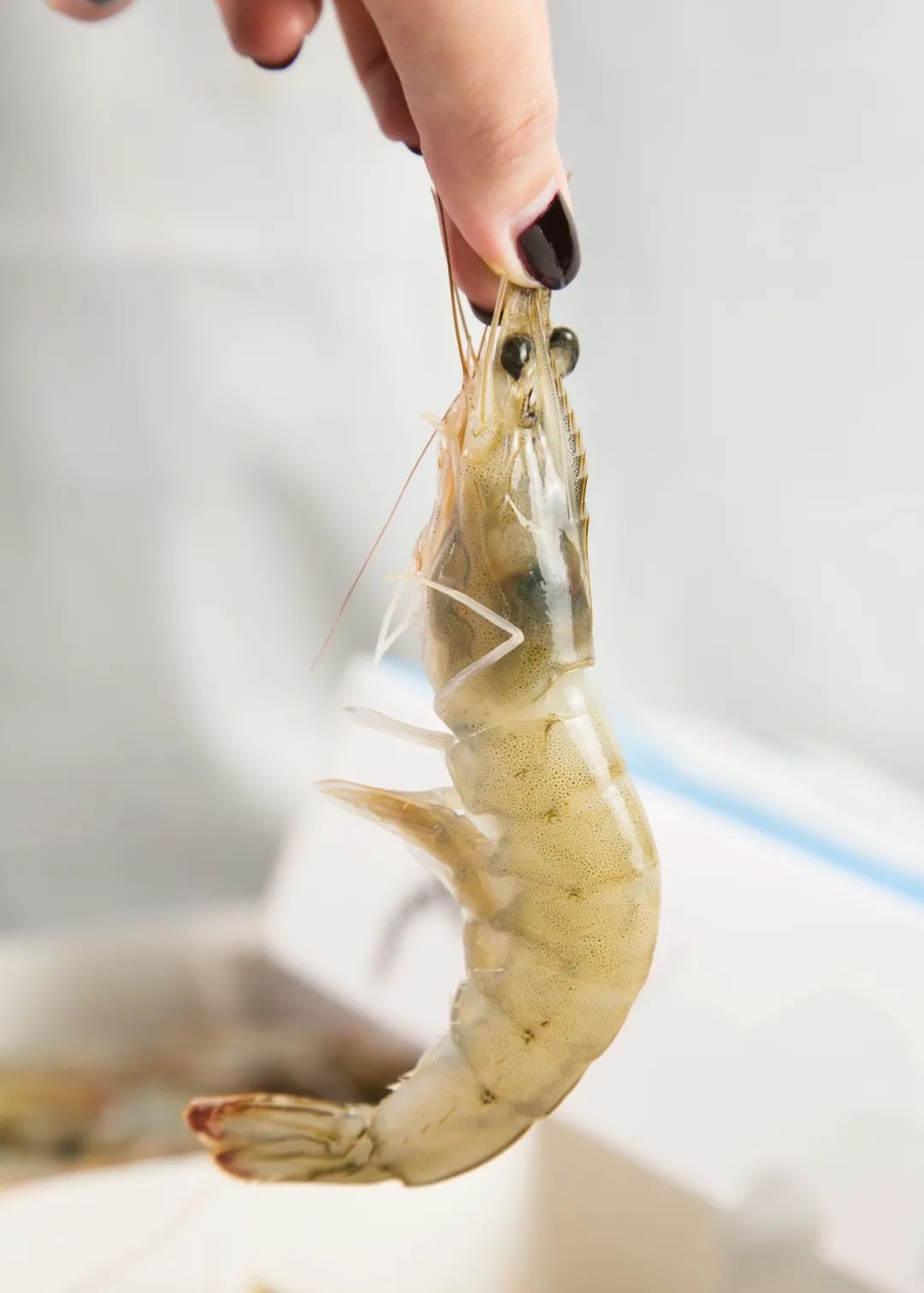 解冻后圆鼓鼓的虾眼睛,就知道这绝佳的新鲜.