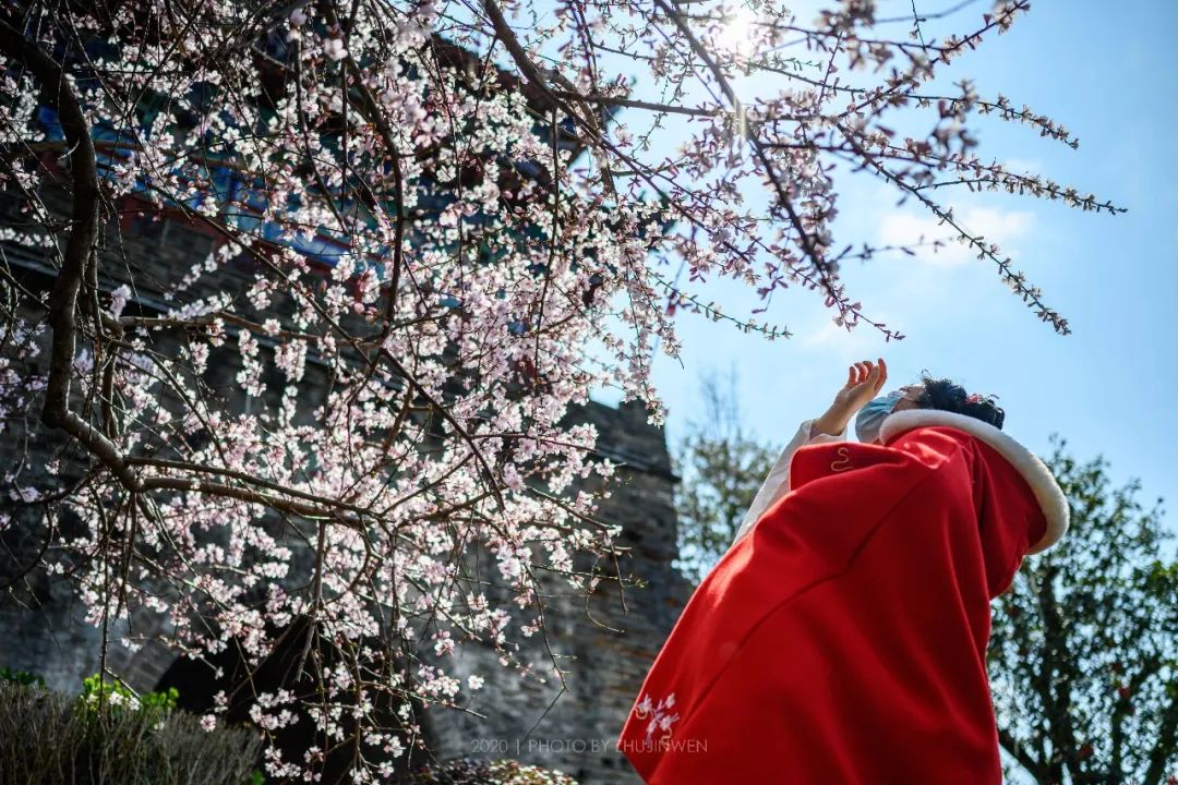 西门外丨桃红又是一年春_桃花