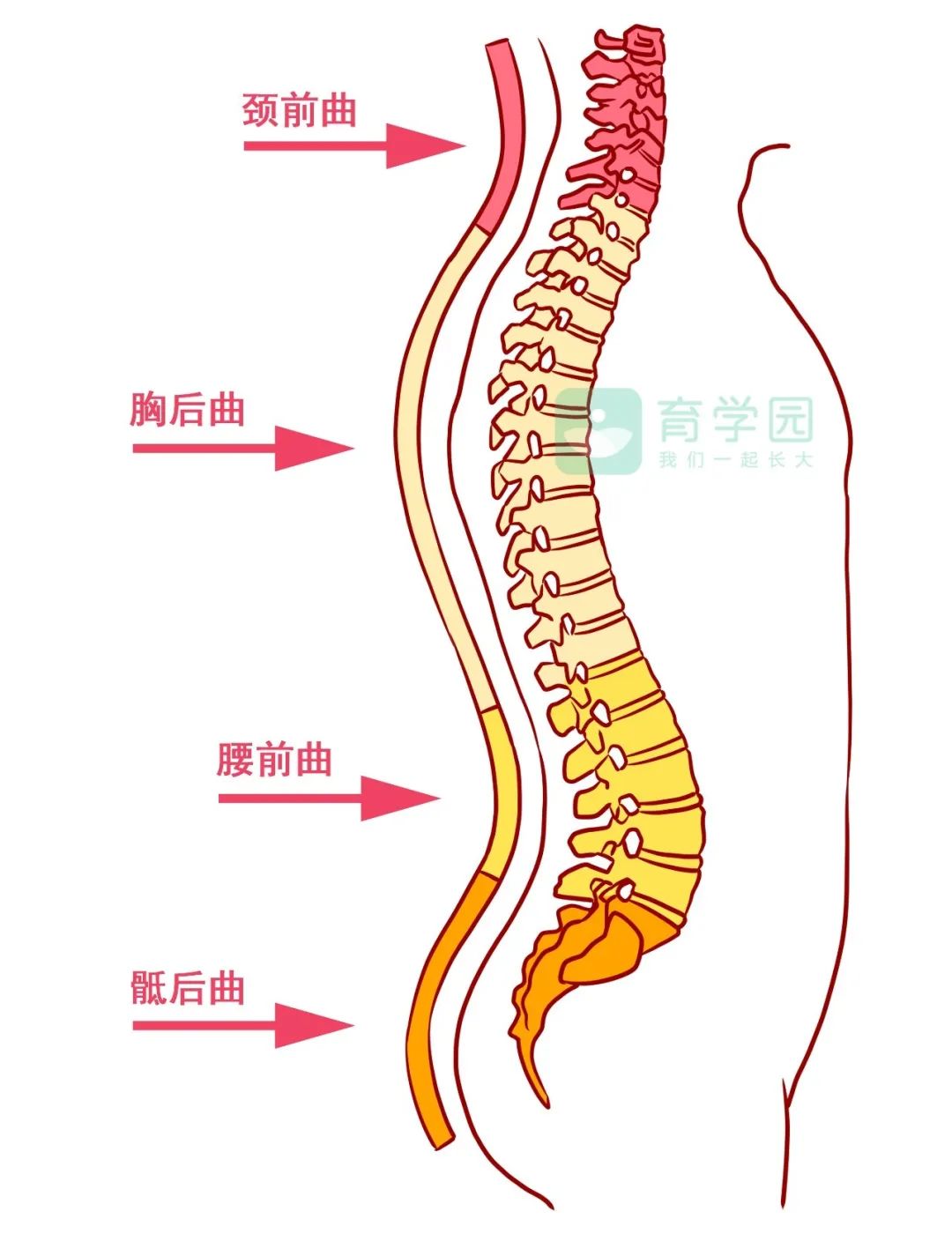 腰椎正常的生理弯曲图片