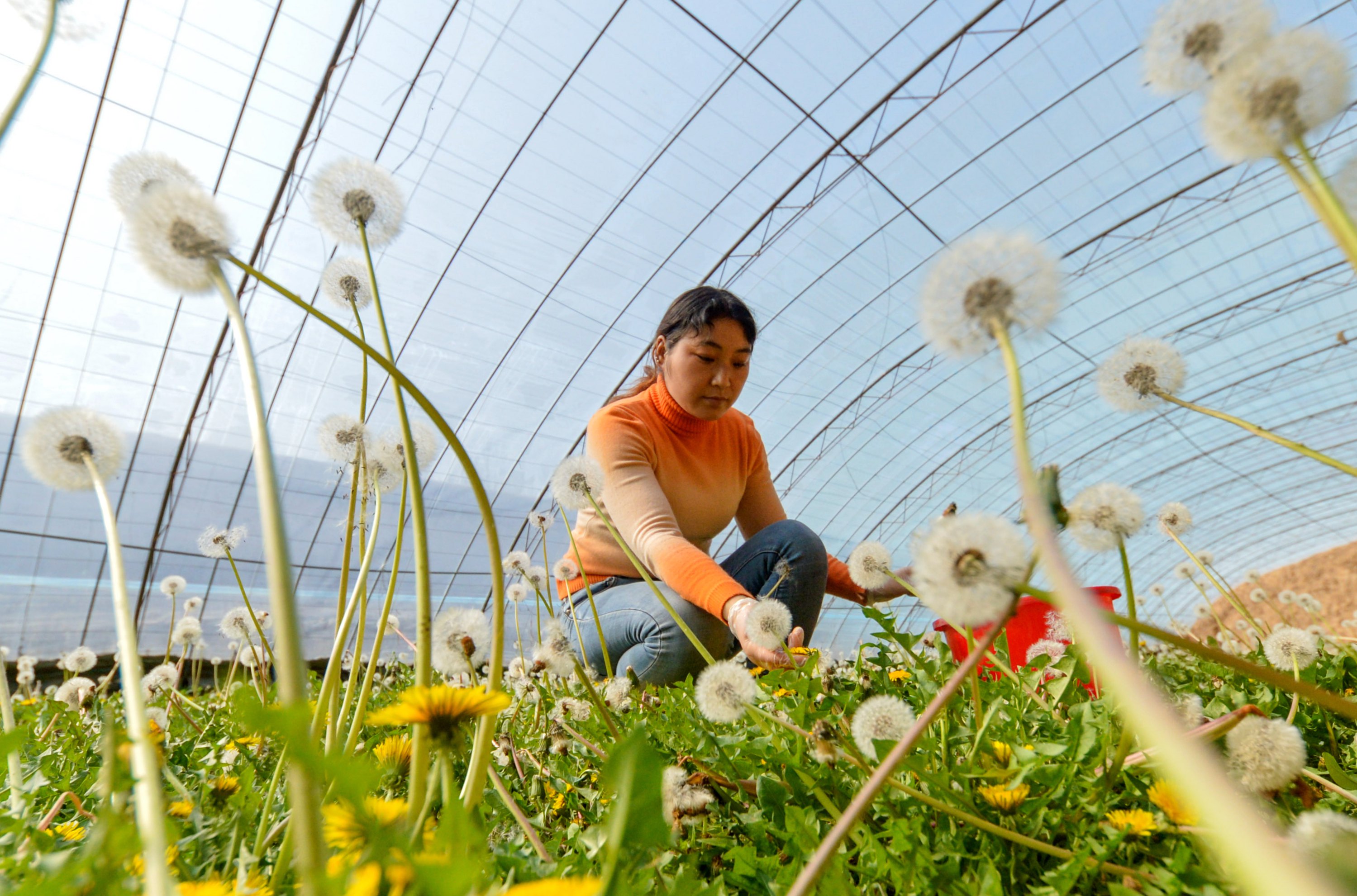 河北省邯郸市磁县讲武城镇八里冢村蒲公英产业扶贫基地种植的蒲公英
