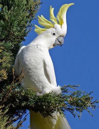 葵花鳳頭鸚鵡·壽命長達80年哦,是攀禽;體羽無虹彩,主要為白色,頭頂有