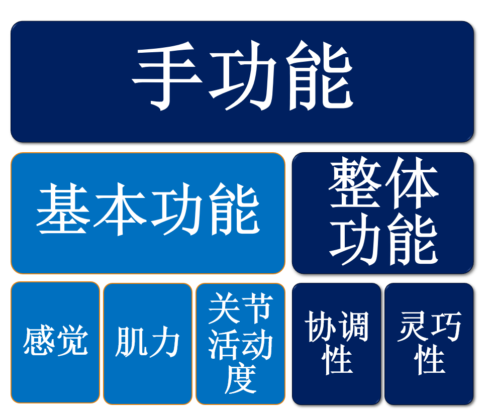 手脑感知系列感觉神经传导通路与手功能评估