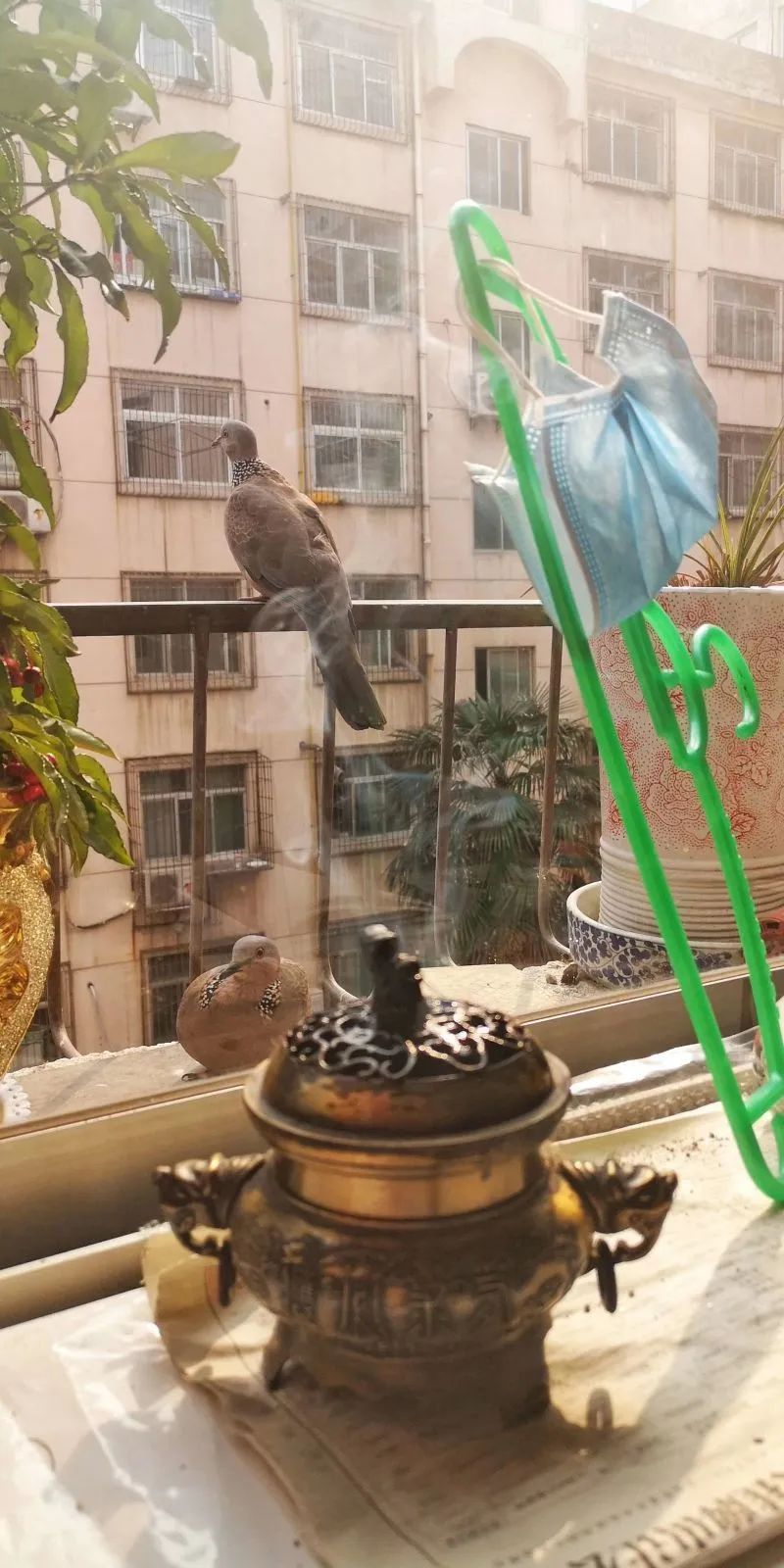 我拍小斑鸠一家的幸福生活陕西杨继军