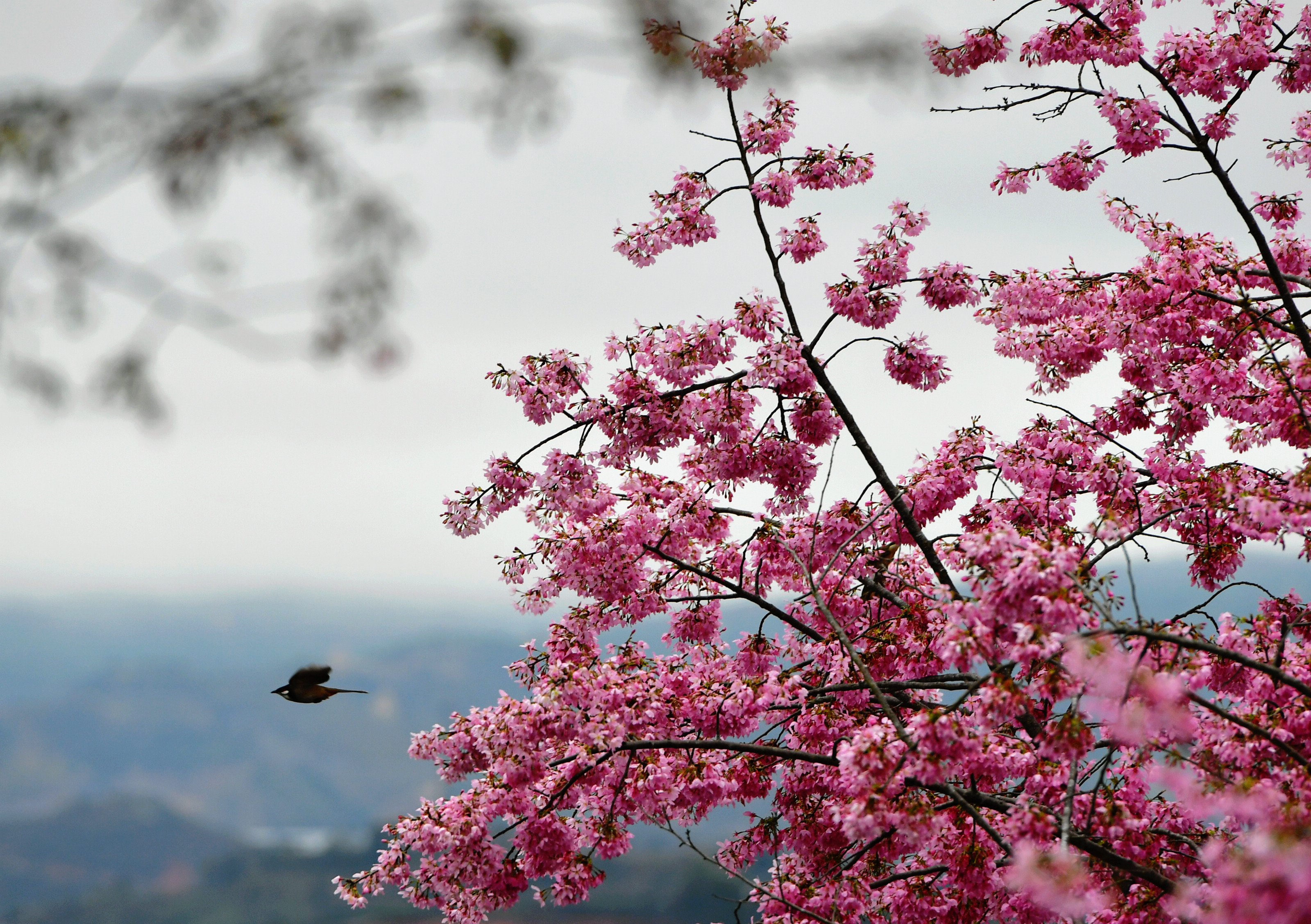 山上野樱花图片图片