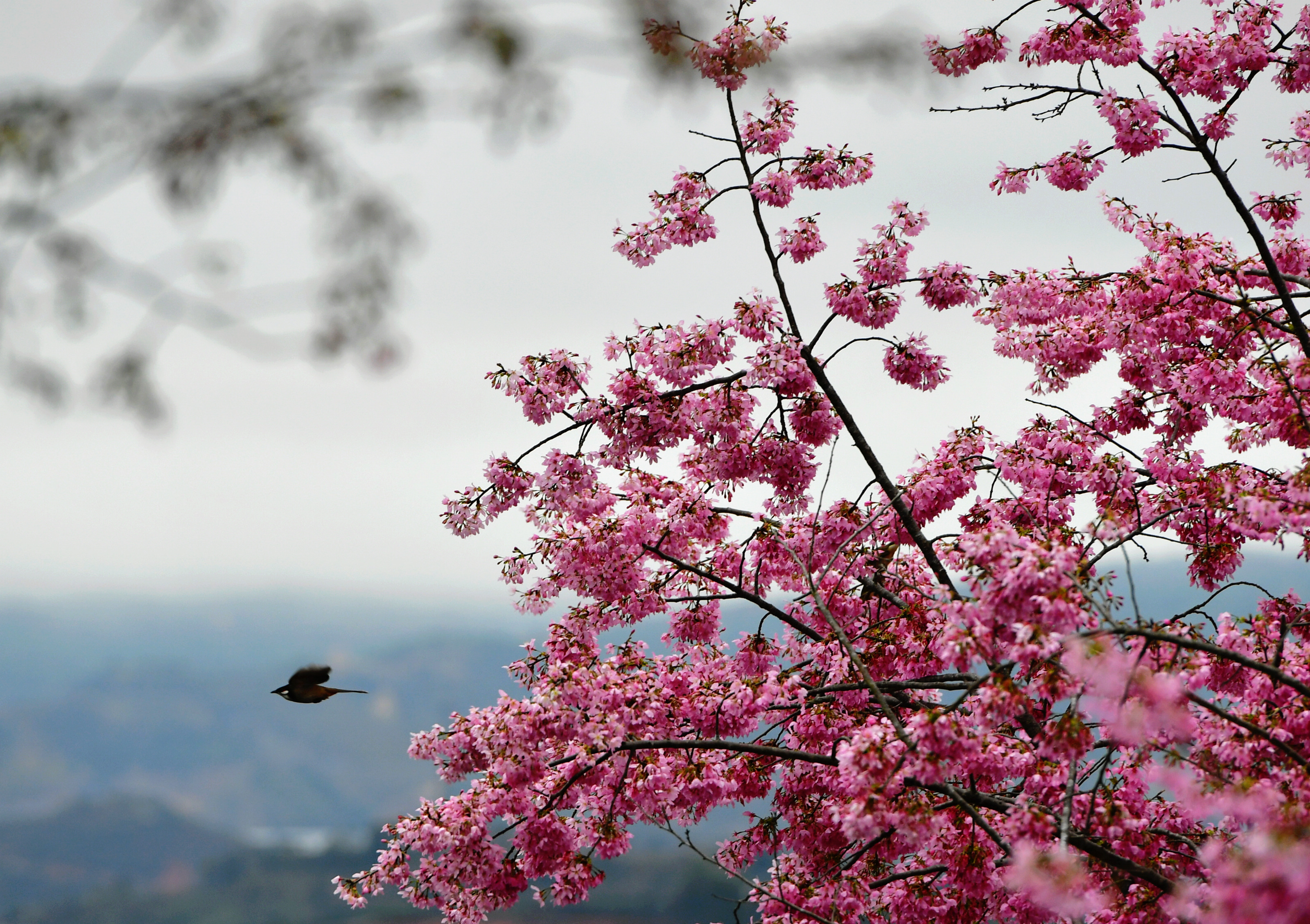 福建山樱花花期图片