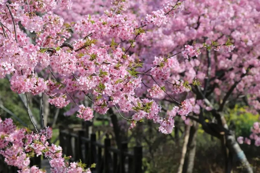 樱花云url（樱花云订阅链接） 樱花云url（樱花云订阅链接）〔樱花云官网〕 新闻资讯