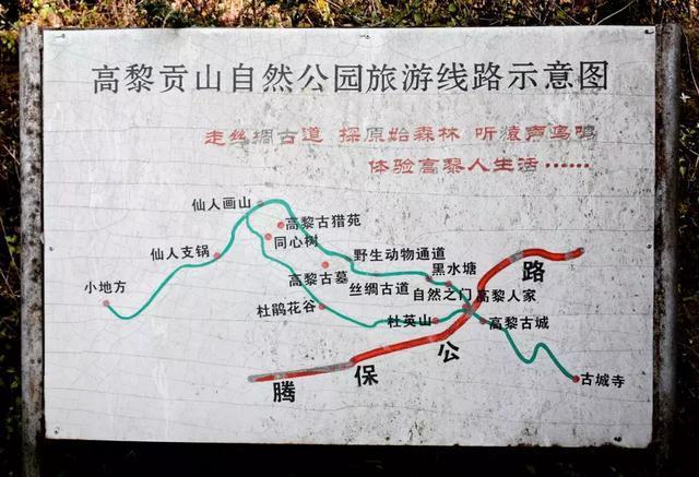 线路推荐: 高黎贡山保护区管理站—黑水塘—丝绸古道—同心树—仙人