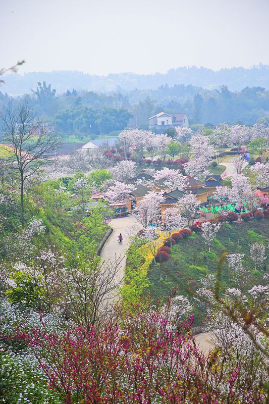 泸州樱花谷风景区图片