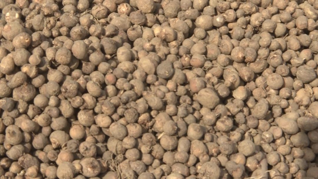 半夏产业成为西和群众致富金钥匙