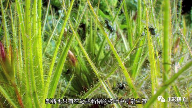 捕虫树和刺蝽进化出了一种紧密的共生关系.