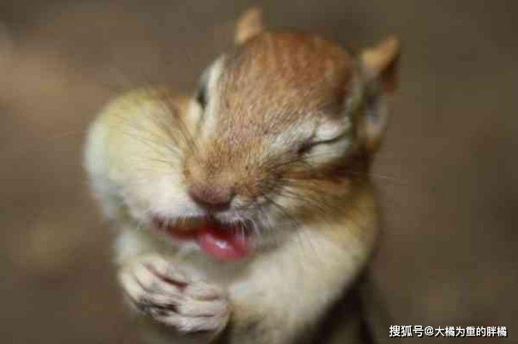 "我腮帮子都没鼓起来,还没饱!"10张贪吃的松鼠照看着真可爱_样子