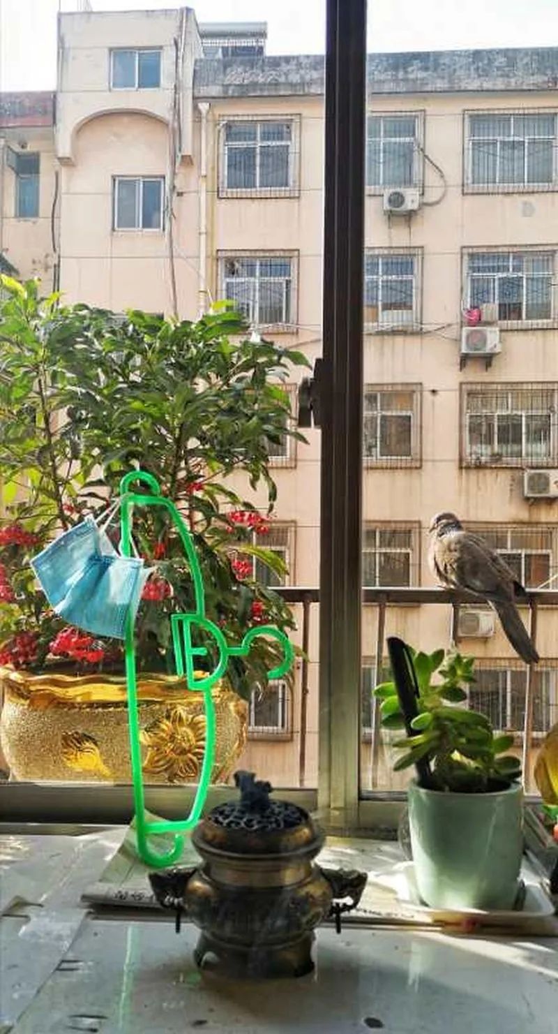 我拍小斑鸠一家的幸福生活陕西杨继军