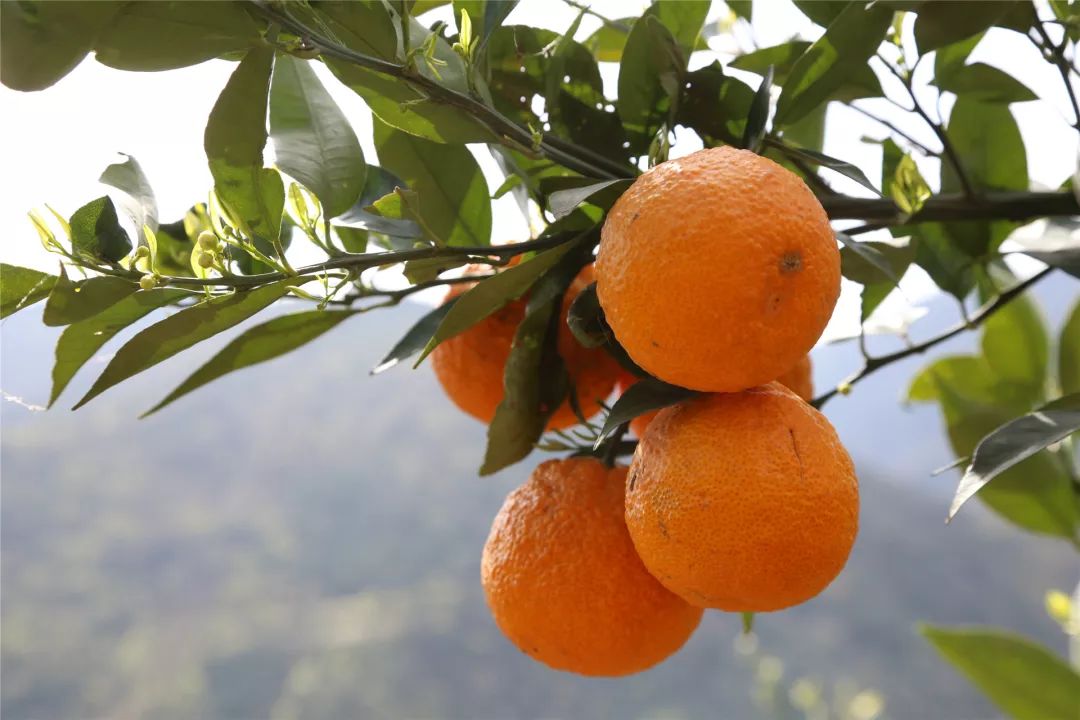 硬核石棉代理县长助销黄果柑