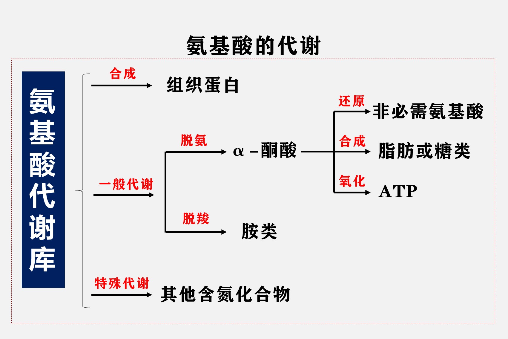 人体三大物质图片