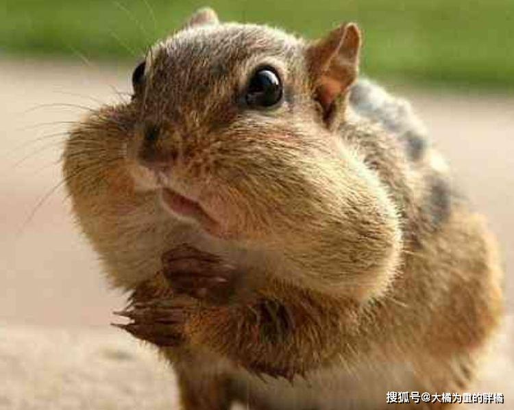 原创我腮帮子都没鼓起来还没饱10张贪吃的松鼠照看着真可爱