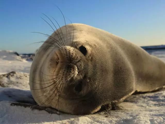 海豹在我国分布|目前记录有西太平洋斑海豹(phoca l
