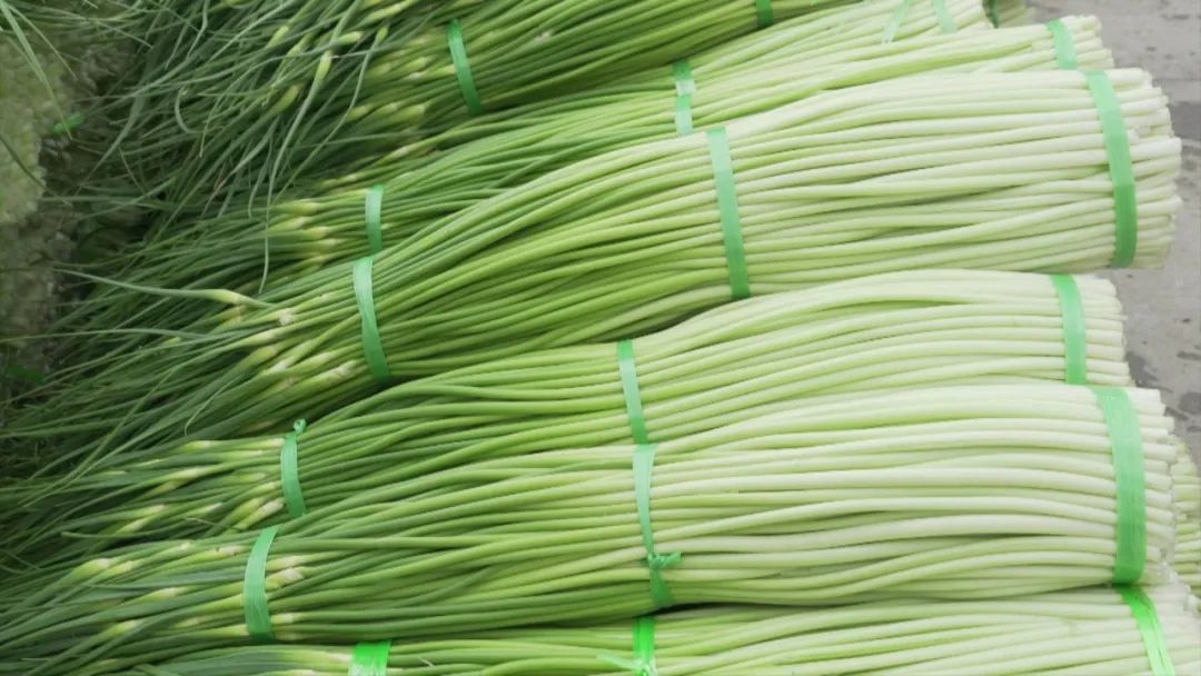 宾川:疫情防控不松懈,农业生产不停歇!_蒜薹