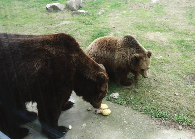 走進蘇州上方山森林動物世界 動物們