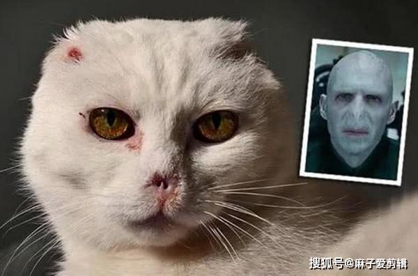 原创哈利波特通过这8件事让你更了解伏地魔背后的故事