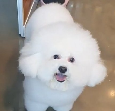 李佳琦的狗太可爱吴世勋vivi被内涵这才是比熊该有的样子