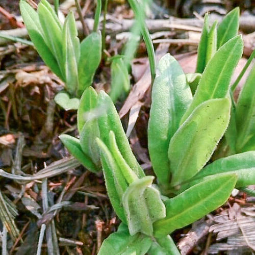 农田里常见的野菜图片