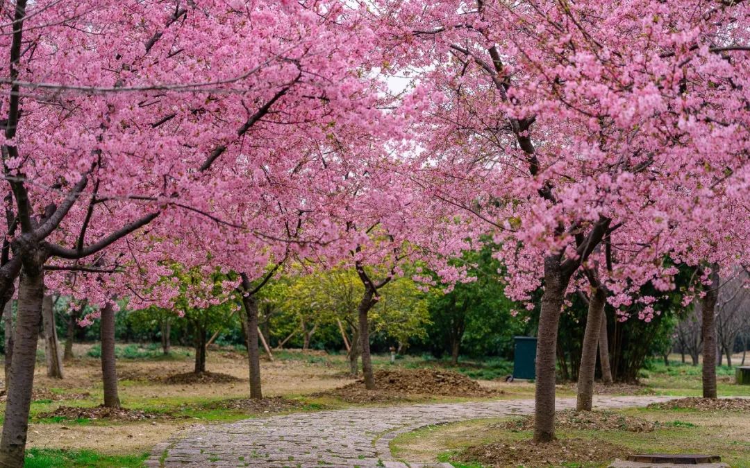 樱花就快开了我们先来云旅游欣赏无锡樱花吧
