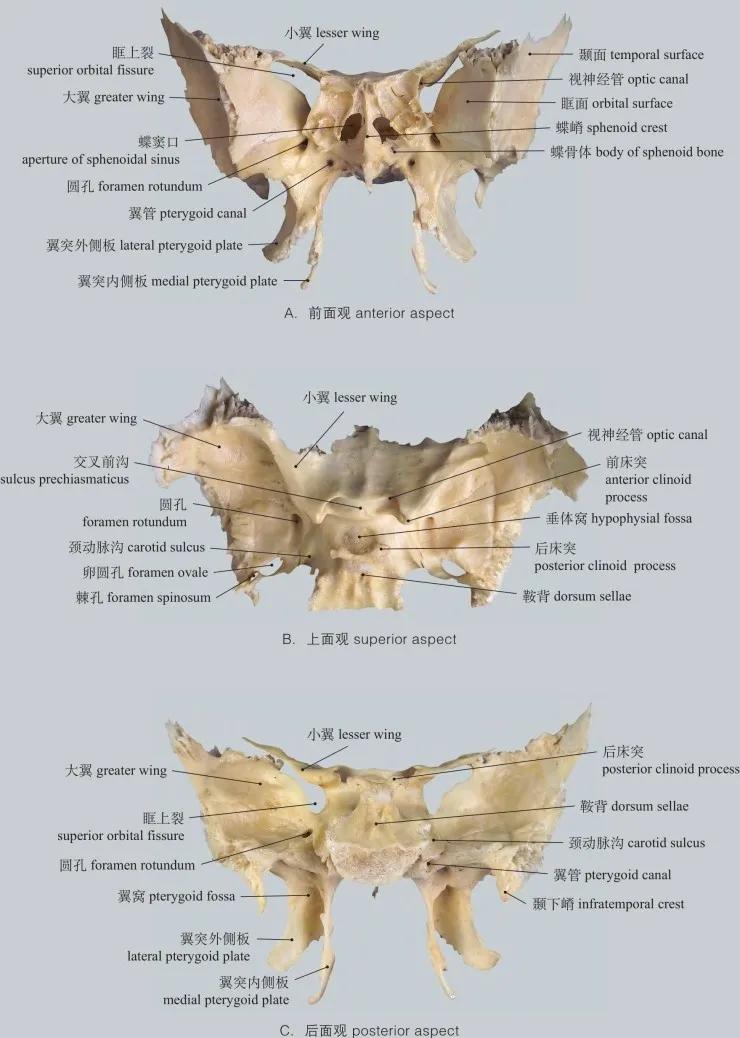 动物蝶骨图片