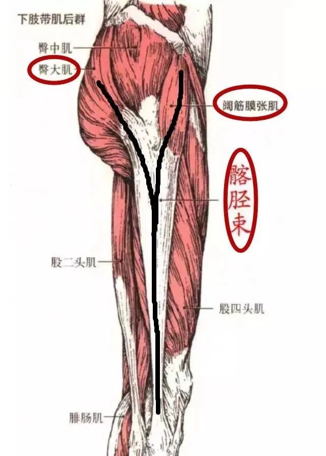 髂胫束和阔筋膜张肌图片