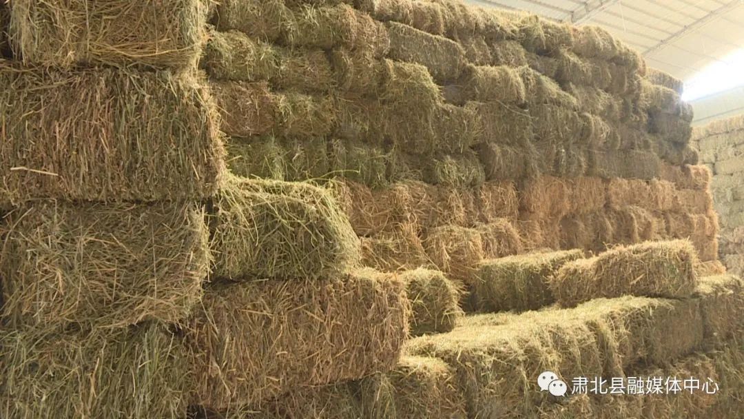 盐池湾乡为牧户紧急发放100吨救灾饲草料