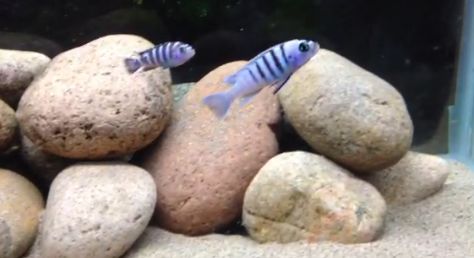 每日一鱼三湖慈鲷小骷髅岩栖好斗体格娇小