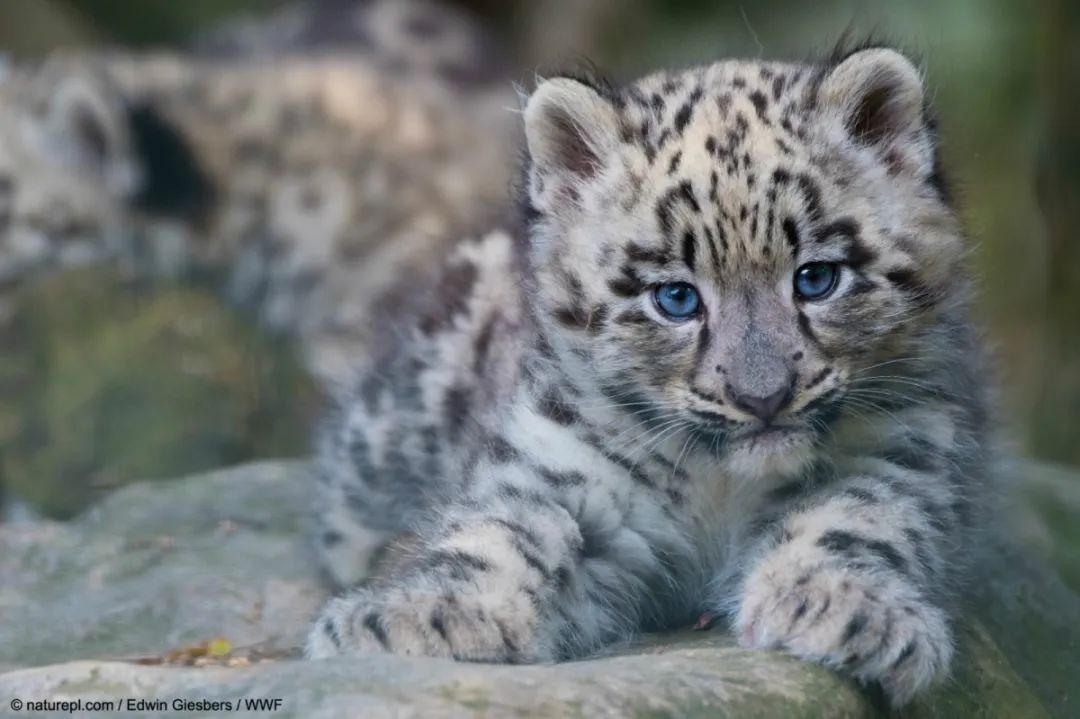 则是威风凛凛成年后的雪豹看起来十分可爱毛茸茸的幼年期雪豹祁连山