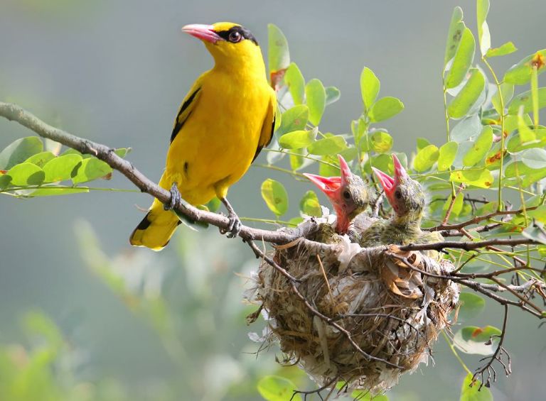 四,是黄莺儿,最喜踏着柳枝练嗓儿,婉啭着呼唤春光?