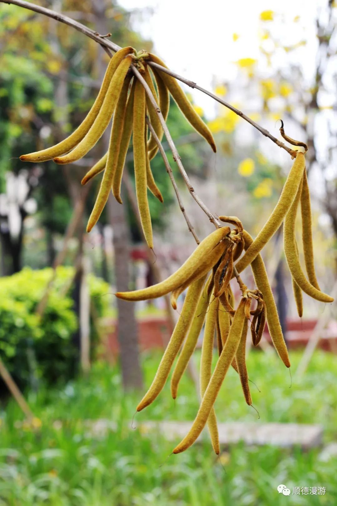 顺德大良新城黄金风铃木