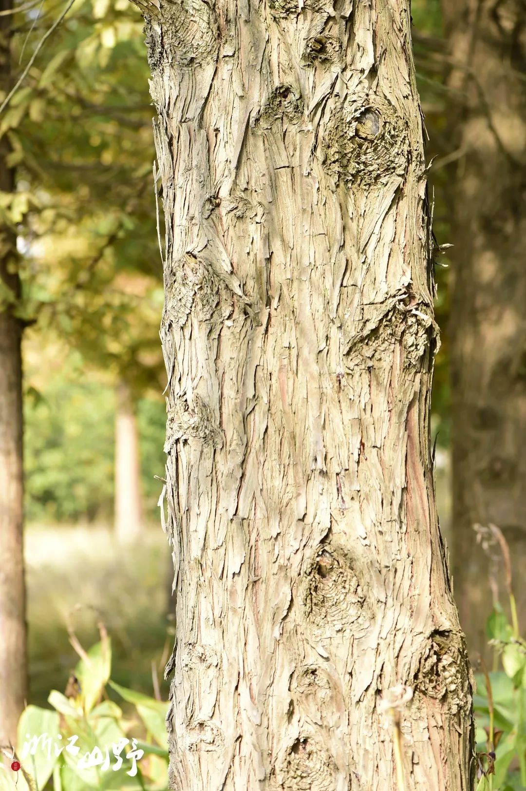 池杉,落羽杉,墨西哥落羽杉,杉木,这些带"杉"字的植物,树皮都好相似呢