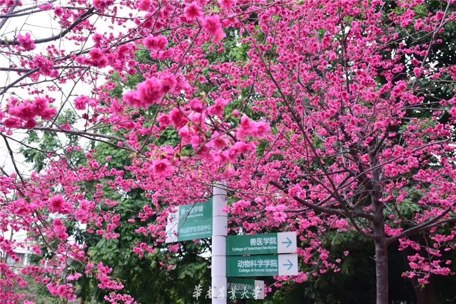 華農的花都開好了美到犯規快來雲賞花