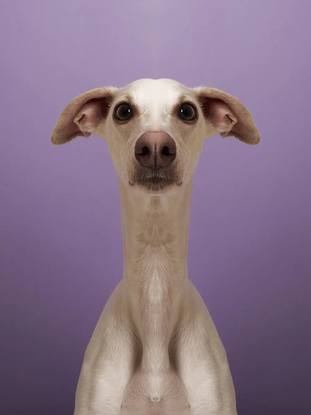 奇妙对称性性展示动物美学原来家中宝贝们这么美