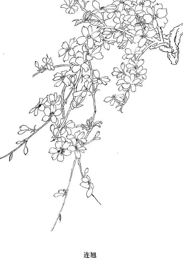 工笔白描花卉怎么画这些素材不看亏大了